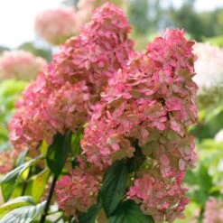 Fire Light® Panicle Hydrangea -Greatgardenplants hydrangea paniculata fire light 3 sw