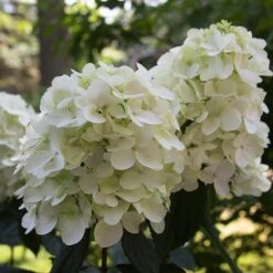 Fire Light® Panicle Hydrangea -Greatgardenplants hydrangea paniculata fire light 4 sw