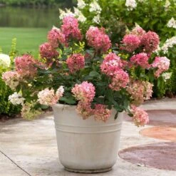 Fire Light® Panicle Hydrangea -Greatgardenplants hydrangea paniculata fire light 5 sw