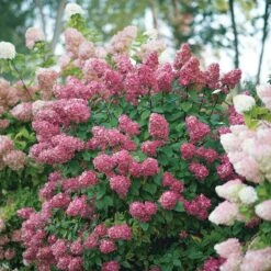 Fire Light® Panicle Hydrangea -Greatgardenplants hydrangea paniculata fire light 6 sw