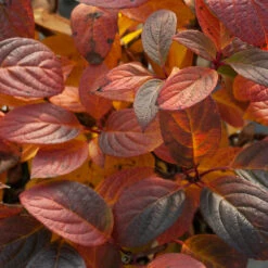 Little Quick Fire® Panicle Hydrangea -Greatgardenplants hydrangea paniculata quick fire 5