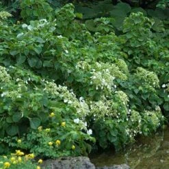 Climbing Hydrangea -Greatgardenplants hydrangea petiolaris 3 sw