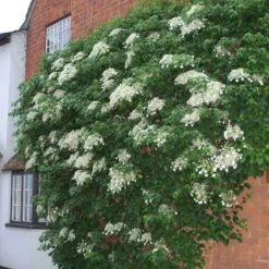 Climbing Hydrangea -Greatgardenplants hydrangea petiolaris 4 sw