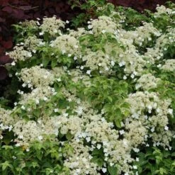 Climbing Hydrangea -Greatgardenplants hydrangea petiolaris 5 sw
