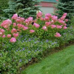 Vanilla Strawberry® Panicle Hydrangea -Greatgardenplants hydrangea vanilla strawberry 10