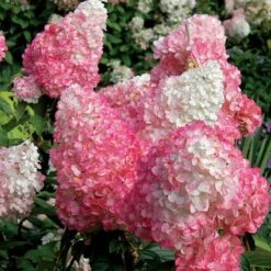Vanilla Strawberry® Panicle Hydrangea -Greatgardenplants hydrangea vanilla strawberry 7