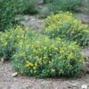 Blues Festival® St. John's Wort -Greatgardenplants hypericum blues festival 1 sw