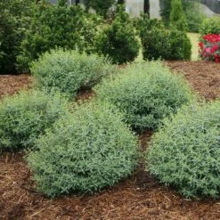 Blues Festival® St. John's Wort -Greatgardenplants hypericum blues festival 3 sw