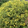 Sunny Boulevard® St. John's Wort -Greatgardenplants hypericum sunny boulevard 1