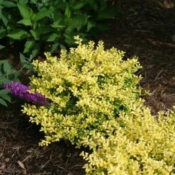 Brass Buckle® Japanese Holly -Greatgardenplants ilex brass buckle 3 sw