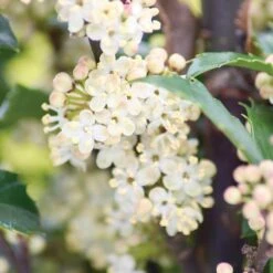 Castle Wall® Blue Holly -Greatgardenplants ilex castle wall 3 sw