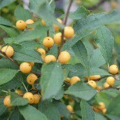Berry Heavy® Gold Winterberry Holly -Greatgardenplants ilex verticillata berry heavy gold 2 aa81198c 24bb 4b32 877a 85fd13c13220 sw