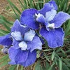 'Painted Desert' Siberian Iris -Greatgardenplants iris painted desert 1