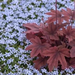 Blue Star Creeper (Isotoma Fluviatilis) -Greatgardenplants isotoma fluviatilis blue star creeper 6