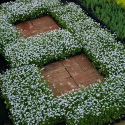 Blue Star Creeper (Isotoma Fluviatilis) -Greatgardenplants isotoma fluviatilis blue star creeper 8