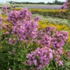 'Jeana' Tall Garden Phlox -Greatgardenplants jeanaphloxinafield