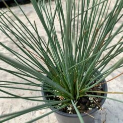 'Blue Arrows' Rush -Greatgardenplants juncus blue arrows 3