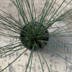 'Blue Arrows' Rush -Greatgardenplants juncus blue arrows 4