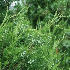 Gin Fizz® Juniper -Greatgardenplants juniperus gin fizz 3 sw