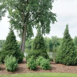 Gin Fizz® Juniper -Greatgardenplants juniperus gin fizz 4 sw