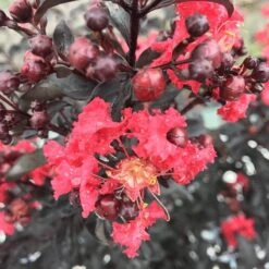 Center Stage® Red Crapemyrtle -Greatgardenplants lagerstroemia center stage red 3 sw