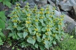 Greatgardenplants -Greatgardenplants lamiastrum hermanns pride 3 sw