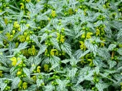 'Hermann's Pride' Spotted Dead-Nettle -Greatgardenplants lamiastrum hermanns pride 4 sw