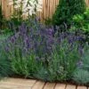 'Ellagance Purple' Lavender