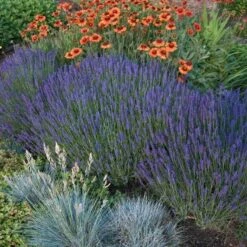 'Hidcote' Lavender -Greatgardenplants lavender hidcote 4 sw