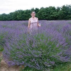 Phenomenal® Lavender -Greatgardenplants lavender phenomenal 2