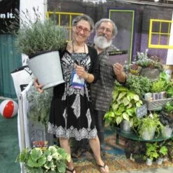 Phenomenal® Lavender -Greatgardenplants lavender phenomenal 3