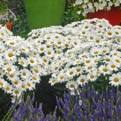 Mother's Day Collection -Greatgardenplants leucanthemum daisy may shasta daisy 2