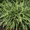 Silver Dragon Variegated Lilyturf -Greatgardenplants liriope silver dragon 1
