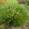 'Little Bunny' Fountain Grass -Greatgardenplants little bunny fountain grass 1