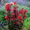 'Vulcan Red' Cardinal Flower -Greatgardenplants lobelia vulcan red 1