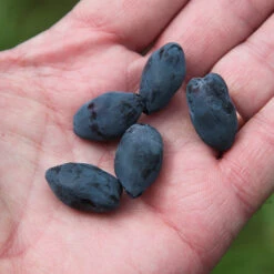 Yezberry Honey Bunch® Japanese Haskap -Greatgardenplants lonicera yezberry honey bunch 3 P