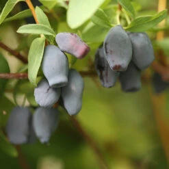 Yezberry® Maxie™ Japanese Haskap