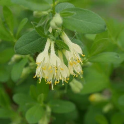 Yezberry® Solo™ Japanese Haskap -Greatgardenplants lonicera yezberry solo 3 P