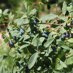 Yezberry Sugar Pie® Japanese Haskap -Greatgardenplants lonicera yezberry sugar pie 2 P