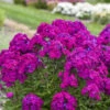 Luminary™ 'Ultraviolet' Tall Garden Phlox -Greatgardenplants luminary ultraviolet phlox 1