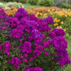 Luminary™ 'Ultraviolet' Tall Garden Phlox -Greatgardenplants luminary ultraviolet phlox 3
