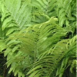 Ostrich Fern -Greatgardenplants matteuccia struthiopteris ostrich fern 2 sw