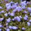 Purple Mazus -Greatgardenplants mazus reptans purple 1 sw