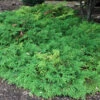 Siberian Cypress -Greatgardenplants microbiota decussata 1