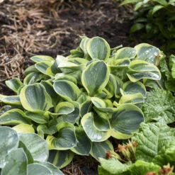 'Mighty Mouse' Hosta -Greatgardenplants mighty mouse hosta 2