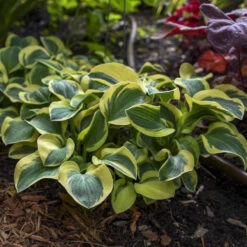'Mighty Mouse' Hosta -Greatgardenplants mighty mouse hosta 3