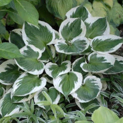 'Minuteman' Hosta