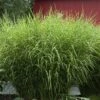 'Zebrinus' Maiden Grass -Greatgardenplants miscanthus zebrinus 1 sw