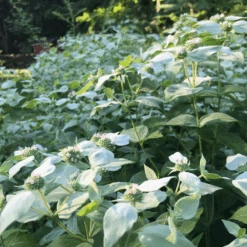 Blunt Mountain Mint (Pycnanthemum Muticum) -Greatgardenplants mountainmintgarden1