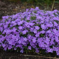 Mountainside™ 'Crater Lake' Phlox -Greatgardenplants mountainside crater lake phlox 3